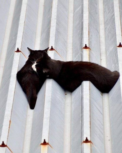 jaubaius: A date on the rooftop