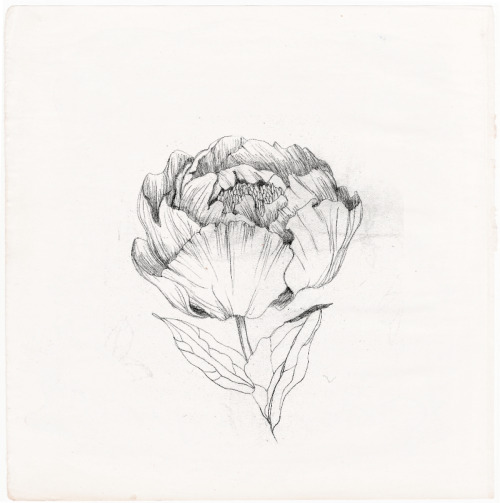 nadezdafavaillustration:Nadezda Fava | PEONIA Sketch for a custom logo design.