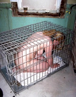 object-trainer:  Comfort is a luxury this cunt is not allowed. It is only allowed out of its cage to service me or when I want to play/abuse it