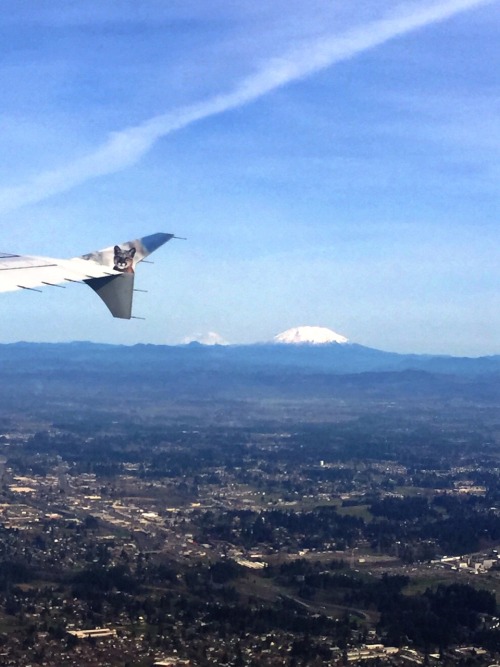 Mountains from my airplane window: Mt. Rainier, Mt. St. Helens, Mt. Adams, and Mt. Hood.