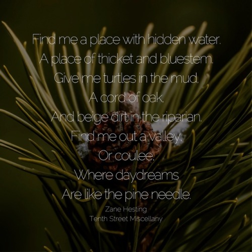 Pine Needles by Zane Hesting for novemberfalls