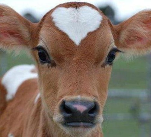 harvestheart:  calf heart markings 