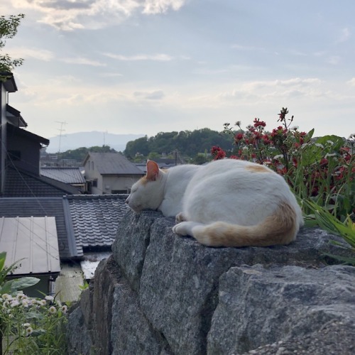 mgngcat:京都の猫です
