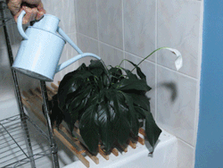 houseplantjournal: December 15, 2014 - this is how a thirsty peace lily responds to a good soaking (2 full cans of water allowed to drain out bottom). These shots took place over 5 hours at 20 minute intervals, except the initial watering part - I didn’t