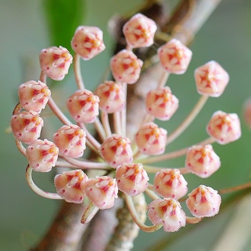 Hoya sp. #hoya #flower #flora #botany #garden #naturelovers #naturephotography #nature #biodiversity