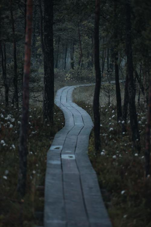 Expressions-Of-Nature:  Cenas Tirelis, Latvia By Christine Kozak