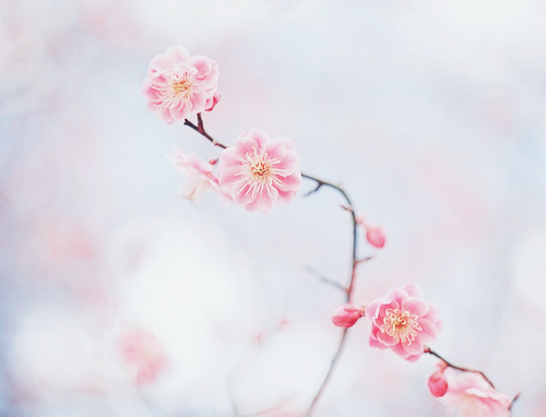 ryeou:japanese apricot (by .megu.)