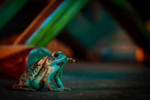 Say your prayers, insects. Here we see a Gulf coast toad [Incilius nebulifer] feeding on a praying m