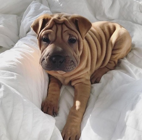 burningmanonacid:  mmmmmpotatosalad: @whothefkknows LOOKIT This boy is extremely wrinkly but that is