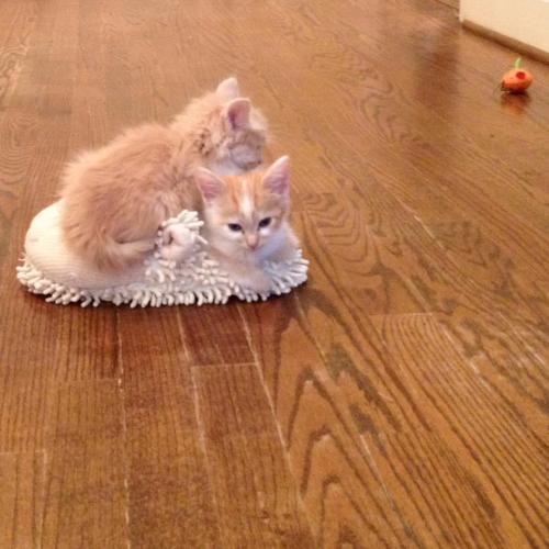 thebeanclub:Guys, both my kittens fit on one slipper. Also they cuddled on the slipper because the f