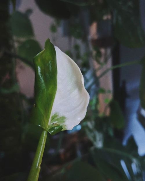 I got this #Philodendron ‘White Wizard’ (not 'White Knight’; different) about 3 ye