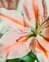 fleur-aesthetic:instagram | ariellevey  porn pictures