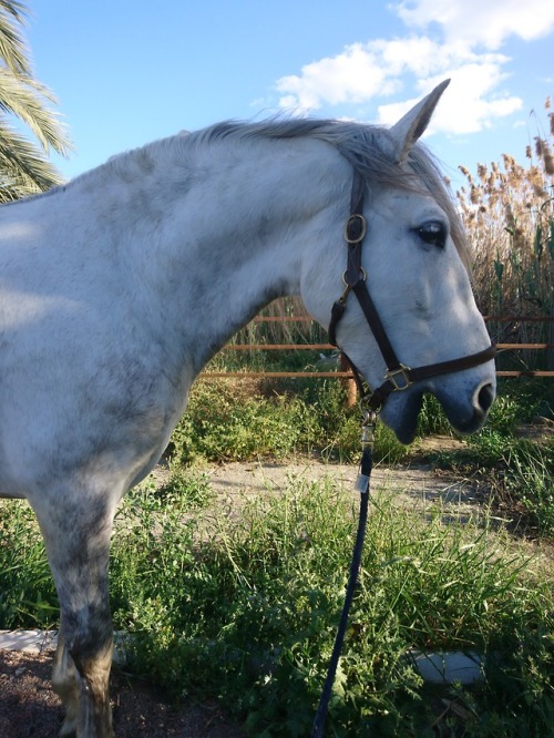 neighsinthenight: spanishequestrian: Someone please photoshop dog teeth on him lmao I support i’m 