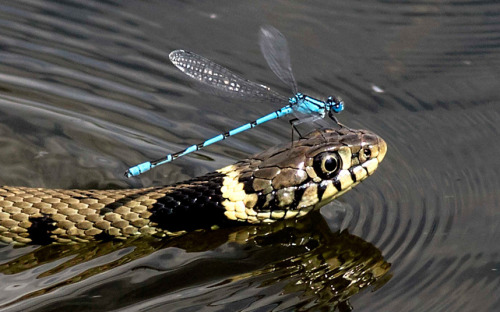 A lazy damselfly uses a swimming grass snake as a perch as the reptile swims across a pond at Lackfo