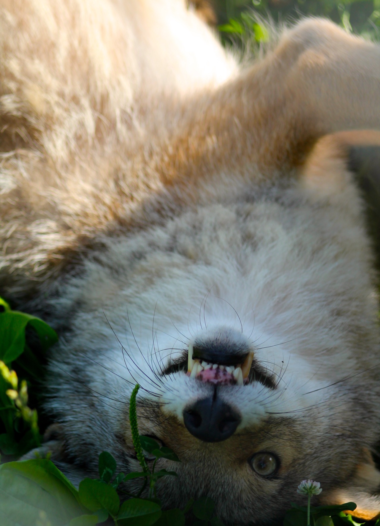 vet-and-wild:  I snapped a picture of this guy just as his sister trounced him–hence