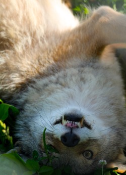 vet-and-wild:  I snapped a picture of this guy just as his sister trounced him–hence the ridiculous coyote face  