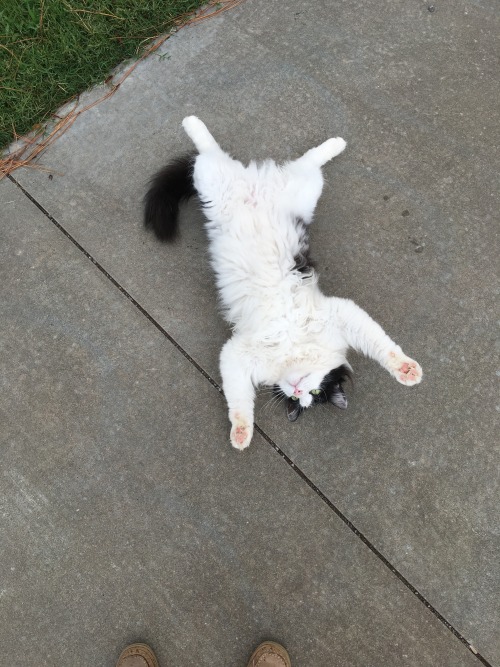 unflatteringcatselfies - I literally found him watching birds like...