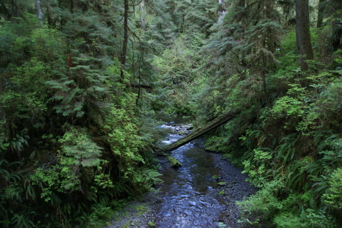pnw-forest-side: Spring green - Quinault Rainforest