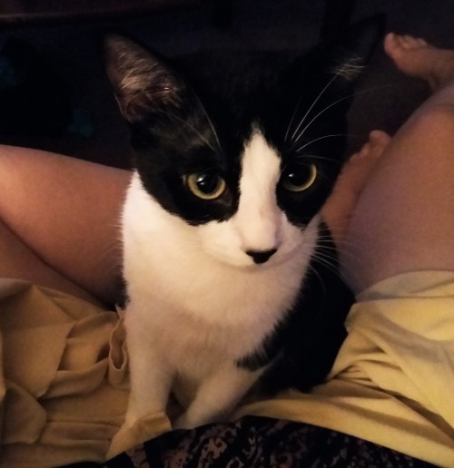 Trying To Create A Bag To Hold My Tarot Cards In And Guess Who Climbs In My Lap And Decides To Create