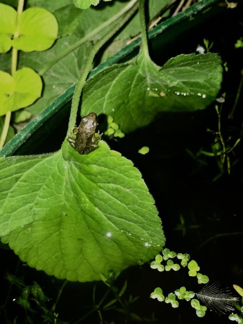 King of the LeafTeeny weenie little froglet tonightiPhone SE 