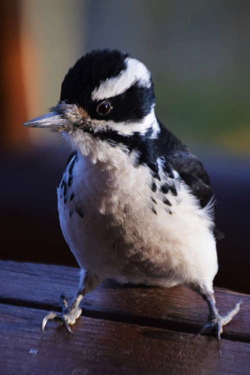 Buzz. Portraits of a hairy woodpecker. Summit County, Colorado. Photos by Amber Maitrejean