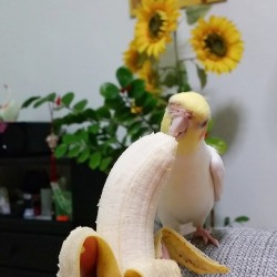 dayswithhappy:Going Bananas!