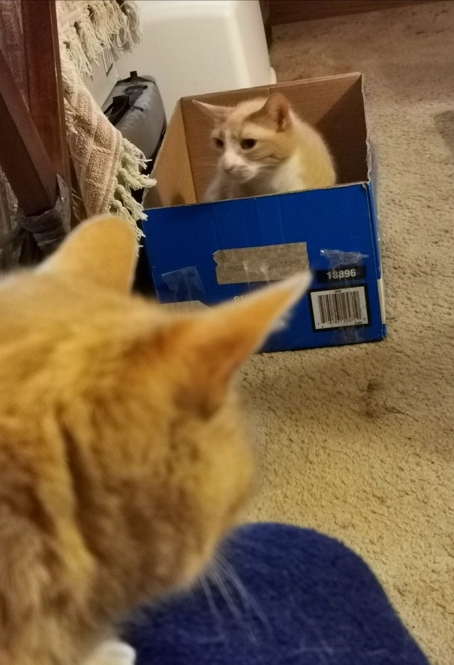 Smaller brother Murray watches his brother stake his claim on the box. 