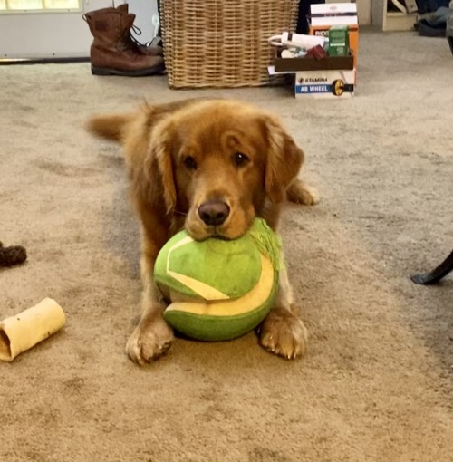 golden-retriever-overload