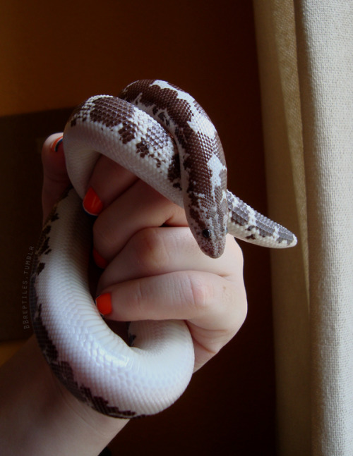 bbreptiles: “Martouf”Male . Anerythristic . Kenyan Sand Boa (Gongylophis colubrinus)