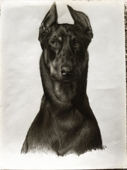 pajemcapple:  I drew this about 2 months ago. It’s my dog, Sadie.