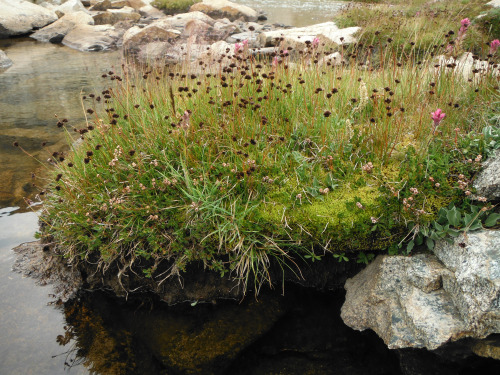 Fragile clumps of meadow habitat: grass, sedge, moss and flowers. Western Pinnacles Lakes Basin, Joh