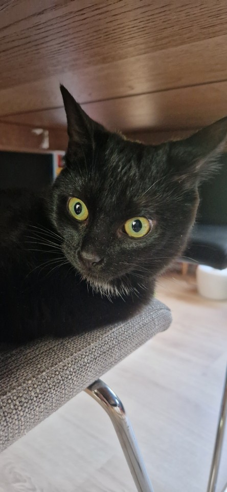 A photo of black kitten lying on a chair taken underneath a wooden table. She's looking off to the side, her yellow eyes contrasted against her black fur. 