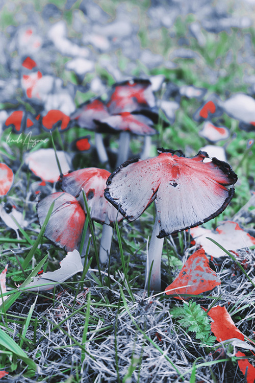 lindagoesmushrooming: Common Ink-cap | Coprinus atramentarius