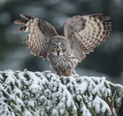 beautiful-wildlife:  I’m this big … by Dasa Ksandrova