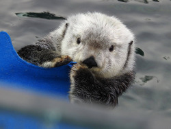 dailyotter:  Sea Otter Elfin Gets Cozy with