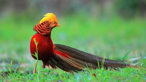 Golden Pheasant