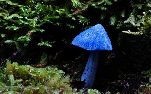 Entoloma hochstetteri by volvob12b on Flickr.