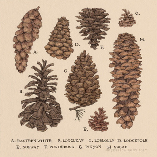 jessicaroux:Pinecones! For my 2018 Calendar that’s currently in progress, inspired by natural histor