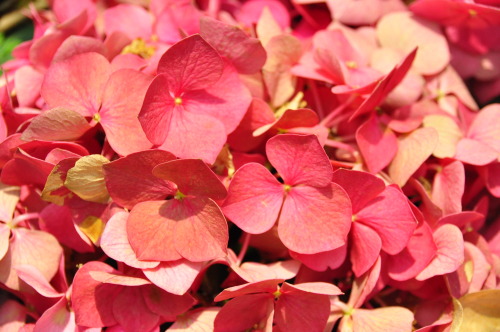 pointshootandclick: My Gardens by the Bay “Flower Dome” experience. Seeing these lovely 