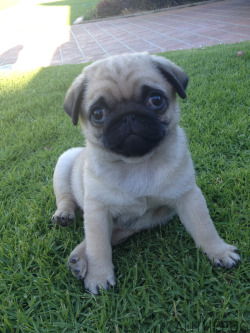 calithepug:  im sure ive posted this before