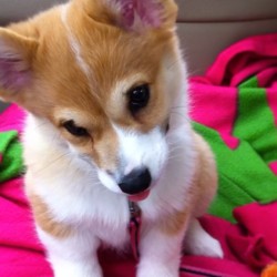 miss-nutella-liz:  Possibly the cutest picture of Ghia as a puppy! #corgi #puppy #cute #adorable #ghia #love 