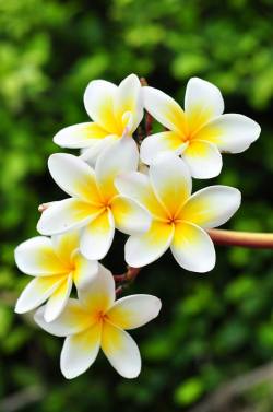 Plumeria