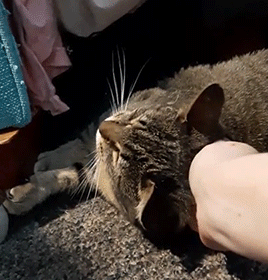 🎊✨🥳🎉🙌POV: Finally Able To Pet A Feral Cat🙌🎉🥳✨🎊