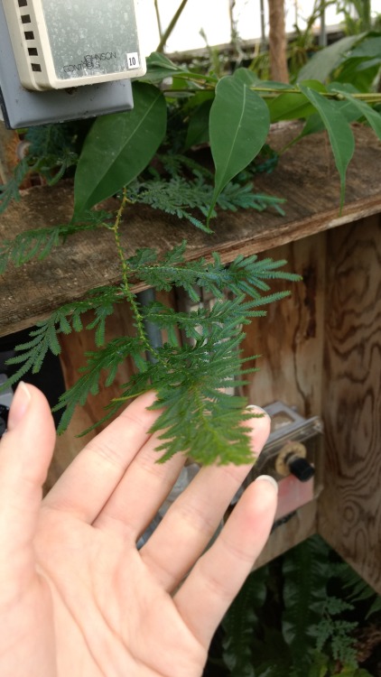 12/14/16: Selaginella willdenowii or “Peacock fern”; plant species that is a type of “spikemoss fern