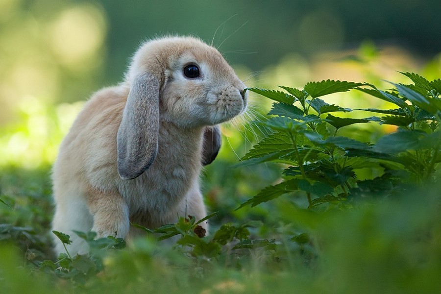 superbnature:  Rabbit by RobertAdamec http://ift.tt/1ouE9L2 