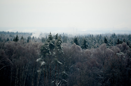 Mysterious wood.photo by Kirienko Roman (romanophoto.tumblr.com)If you like this, follow my blo