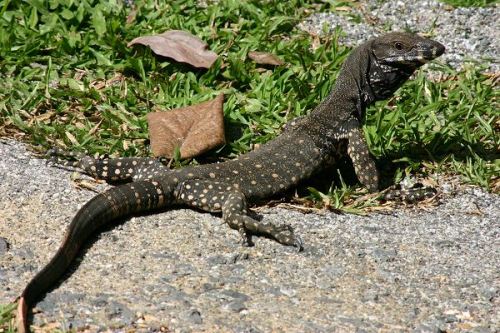 reptilesrevolution:  Lace Monitor Lizards 