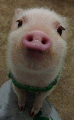 juislight:  I want a mini-pig!!! 