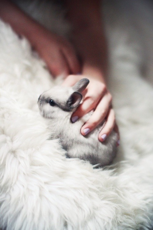 chinabracamonte:  Bunny en We Heart It - http://weheartit.com/entry/114051250