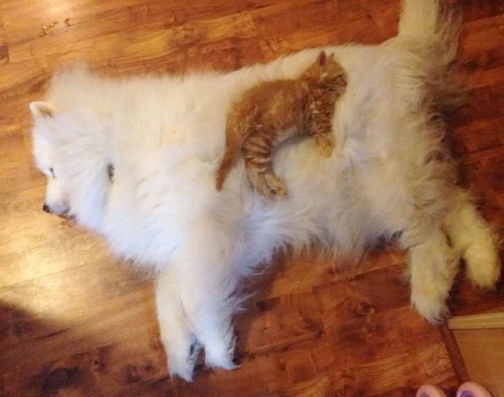 wwinterweb: Cats Using Dogs as Pillows (see 15 more)